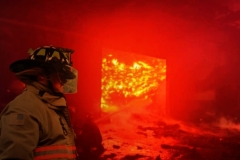 FireDogBach